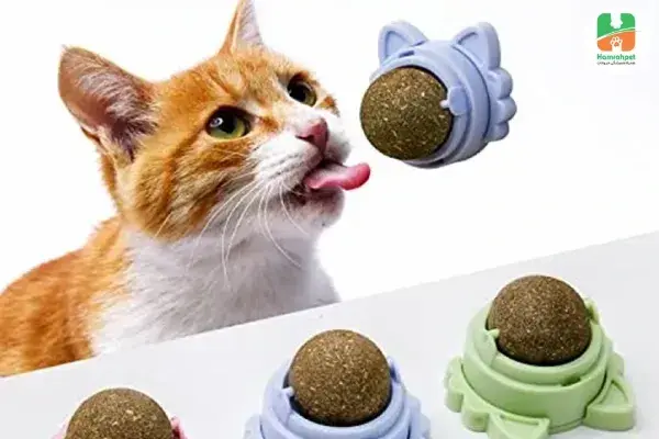 غذای خشک گربه